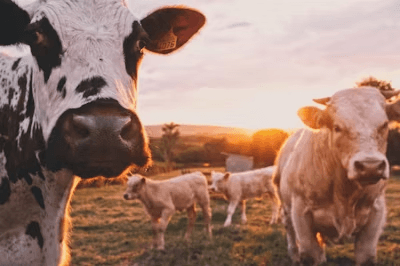 Organic Dairy